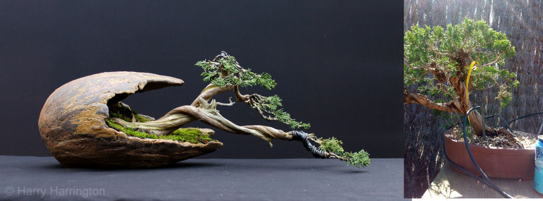 juniper bonsai